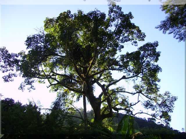 spgeralreservasdebiodiversidade