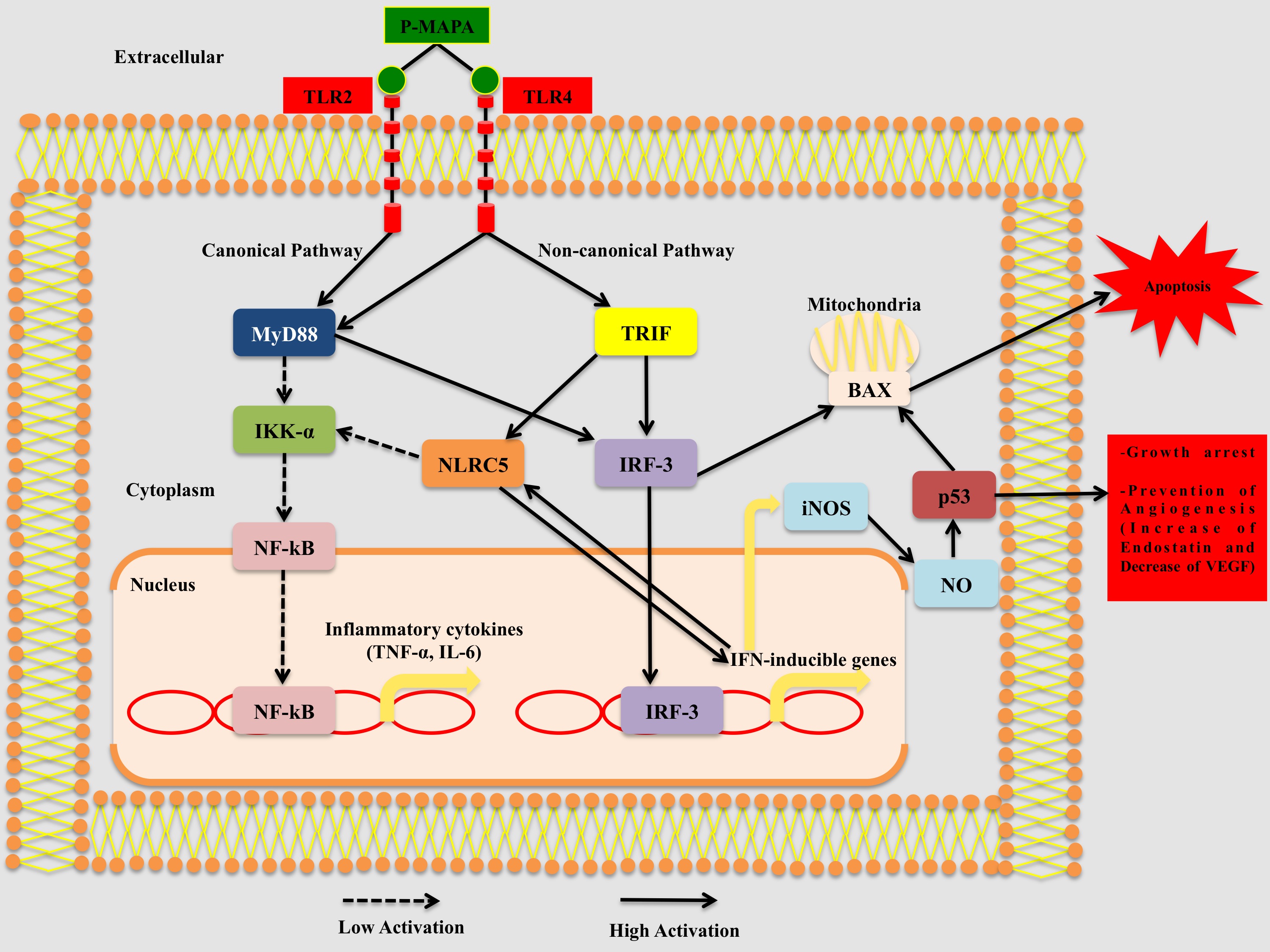 P-MAPA MECANISMO